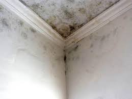  Washington, MO Mold Removal Services Pros